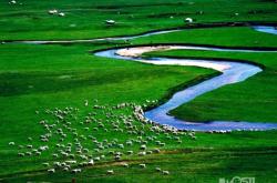 內(nèi)蒙赤峰蒺藜種植基地電話號碼