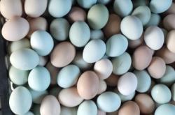 赤峰土雞蛋養(yǎng)殖場電話號碼