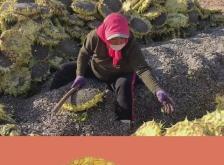 赤峰瓜子曬盤廠家電話號碼