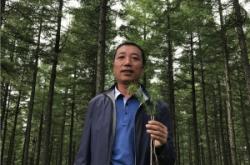 赤峰落葉松苗供應(yīng)電話號碼