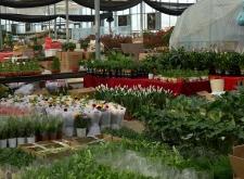 赤峰市區(qū)哪里有賣花的