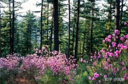 赤峰到白音花客車電話號碼