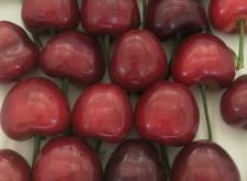 赤峰水果櫻桃種植基地電話號(hào)碼