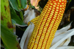 赤峰收購(gòu)皂角電話(huà)號(hào)碼多少