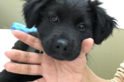 赤峰周邊狗狗領(lǐng)養(yǎng)電話號碼查詢