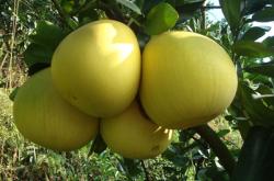 赤峰柚子店鋪電話多少號(hào)啊