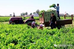 赤峰賣活大鵝電話地址查詢