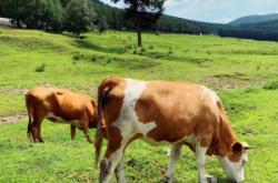 赤峰浩森采摘園電話地址查詢