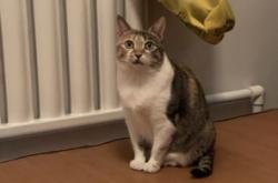 赤峰橘貓咖啡館電話號碼