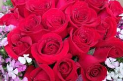 赤峰紅玫瑰鮮花店電話(huà)號(hào)碼