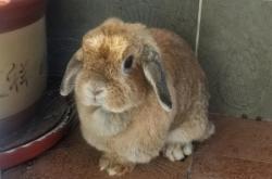 赤峰兔唇理發(fā)師招聘電話號碼