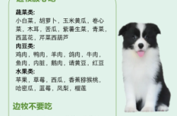 赤峰領養(yǎng)邊牧狗狗電話號碼