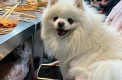 赤峰狗狗代養(yǎng)中心電話地址查詢