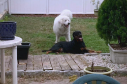 赤峰大白熊犬出售電話號(hào)碼