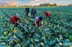 赤峰銅廠用磚廠電話號碼查詢