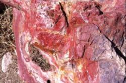 赤峰市雞血石館地址電話號碼