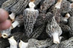 赤峰羊肚菌干貨批發(fā)電話號(hào)碼