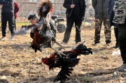 赤峰寵物斗牛場(chǎng)地址電話號(hào)碼