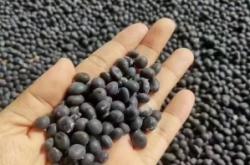 赤峰黑腐竹加工廠電話號碼