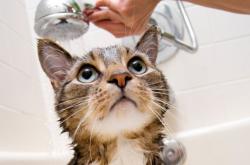 赤峰收寵物貓的電話號(hào)碼