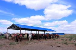 赤峰流浪貓救助站電話號碼是多少