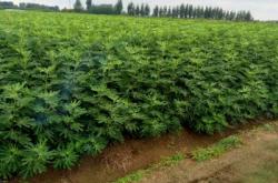 赤峰苗木種子公司電話號(hào)碼