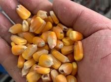 赤峰市玉米收購(gòu)單位電話號(hào)碼