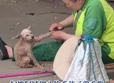 赤峰剪毛培訓(xùn)機構(gòu)電話號碼查詢