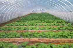 赤峰蔬菜大棚蔬菜批發(fā)電話號(hào)碼