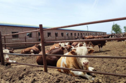 赤峰肉牛廠家電話地址查詢號(hào)碼