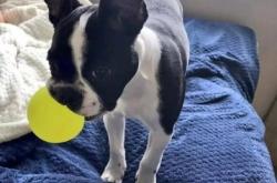 赤峰大奇寵物會所電話地址查詢