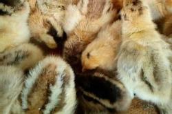 赤峰孵化雞苗批發(fā)電話號(hào)碼