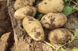 赤峰招種洋蔥人員電話查詢號碼