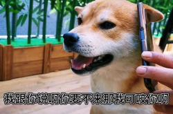 赤峰買(mǎi)狗聯(lián)系電話查詢(xún)地址