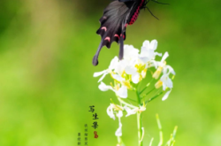 赤峰雨中蝶花店電話號(hào)碼查詢