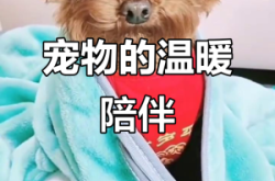 赤峰寵物修毛工具店電話號碼