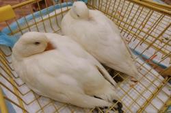 赤峰巴迪寵物油漆電話號碼