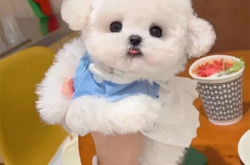 赤峰邊牧養(yǎng)殖基地電話號碼