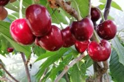 赤峰授粉藥生產(chǎn)商電話號碼