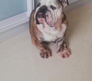 赤峰紅山區(qū)收狗電話號碼