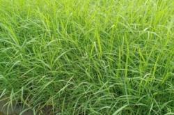 赤峰蘆葦種苗種植基地電話號碼