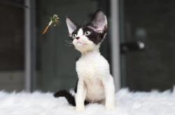 赤峰有沒(méi)有貓舍啊電話多少