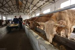 赤峰雞養(yǎng)殖場合作電話號碼