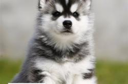 赤峰收購寵物狗的地方電話號碼