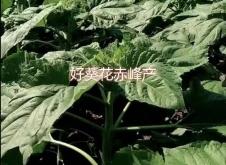 赤峰市葵花收購電話地址查詢