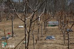 赤峰寵物墓地電話號(hào)碼多少