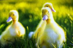 赤峰養(yǎng)鴨子基地電話地址查詢