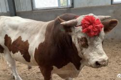 赤峰牛攝影電話號碼