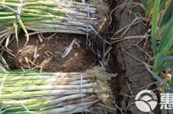 內(nèi)蒙赤峰收購大蔥電話號碼是多少