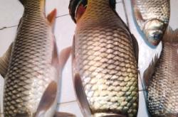 赤峰附近賣魚具的地方電話號碼